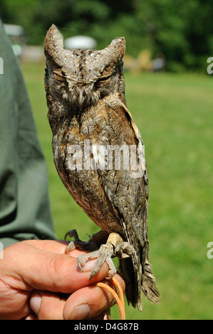 Zwergohreule (Otus scops) Eurasian Assiolo • Baden-Württemberg, Deutschland, Germania Foto Stock