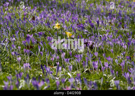 Cambridge, Regno Unito. 13 marzo 2013. Cambridge oggi ha visto sun nevischio e neve . I fiori sono di resistenza agli agenti atmosferici di fuori il freddo e la neve dispari doccia . Credito: James Linsell-Clark / Alamy Live News Foto Stock