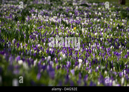 Cambridge, Regno Unito. 13 marzo 2013. Cambridge oggi ha visto sun nevischio e neve . I fiori sono di resistenza agli agenti atmosferici di fuori il freddo e la neve dispari doccia . Credito: James Linsell-Clark / Alamy Live News Foto Stock