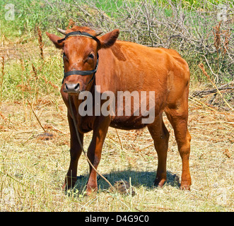 Rosso giovane alimentazione di vitello Foto Stock