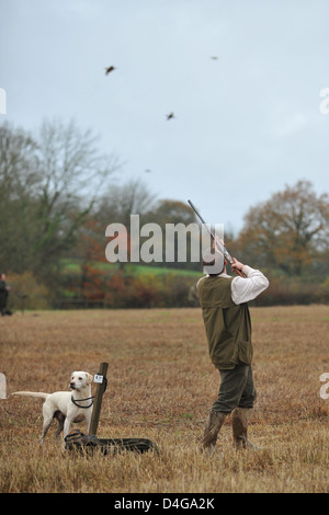 Uomo fagiani di ripresa Foto Stock