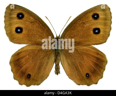 Dryad butterfly (Minois dryas) isolato su sfondo bianco Foto Stock