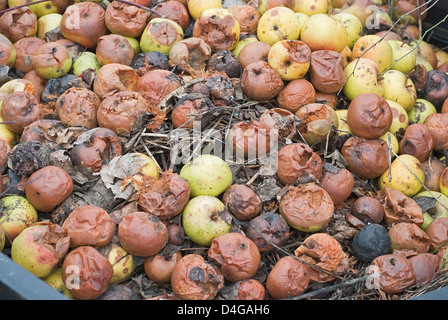 Riducendo in concime organico mucchio di marciume giardino mele come esempio di uno stile di vita sostenibile Foto Stock