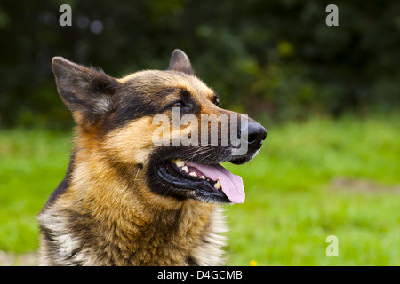 Pastore Tedesco cane ritratto su erba verde Foto Stock