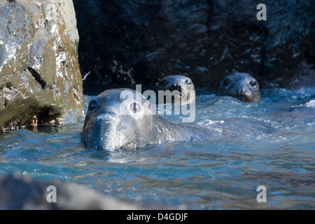 I capretti del Nord le guarnizioni di elefante, Mirounga angustirostris, Isola di Guadalupe, in Messico, Oceano Pacifico orientale. Foto Stock