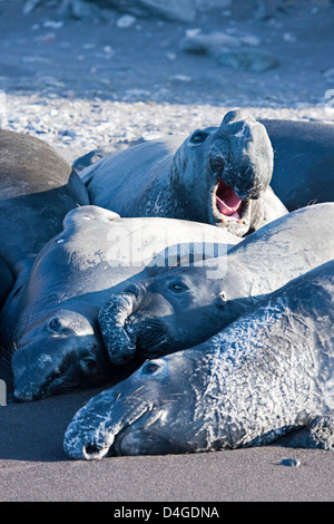 I capretti del Nord le guarnizioni di elefante, Mirounga angustirostris, Isola di Guadalupe, in Messico, Oceano Pacifico orientale. Foto Stock
