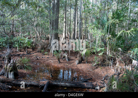 Un cervo solitario tra i cipressi e monconi e ginocchia in una florida zona umida della palude Foto Stock