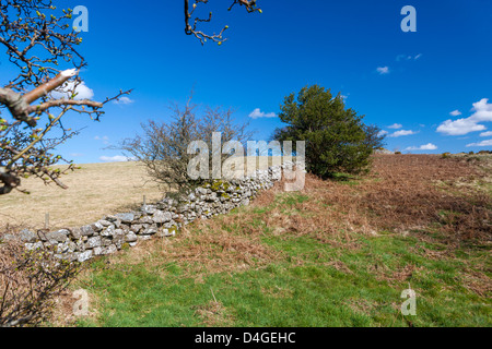 Siepe, Parco Nazionale di Dartmoor, Chagford, Devon, Regno Unito, Europa. Foto Stock