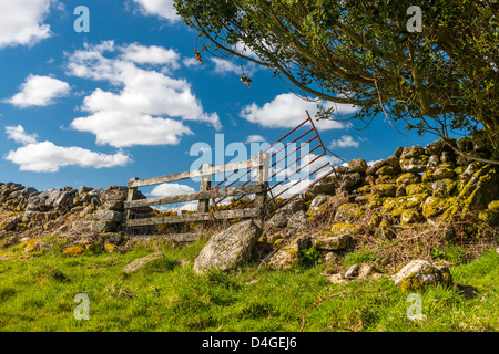 Siepe, Parco Nazionale di Dartmoor, Chagford, Devon, Regno Unito, Europa. Foto Stock