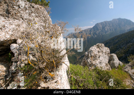 Taurus Mountain, Termesos, Turchia, Asia Occidentale Foto Stock