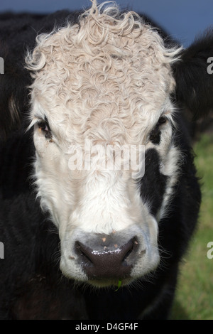 Close-up di vacche faccia Foto Stock