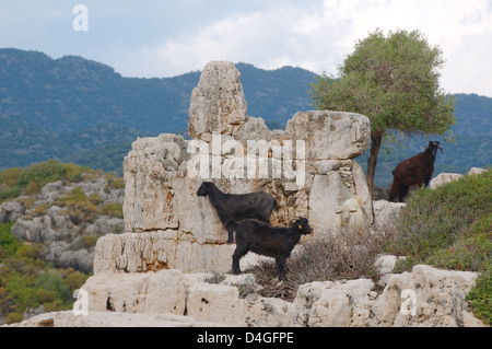 Capre sono allevati su rovine della città antica, Kekova, Turchia Foto Stock