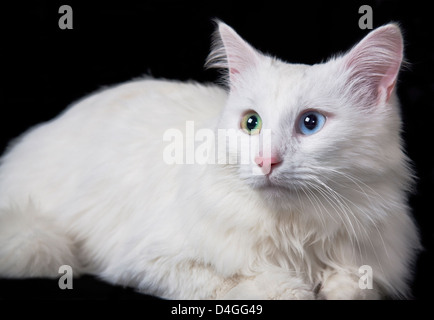 Bellissimo gatto bianco separatamente su uno sfondo nero Foto Stock