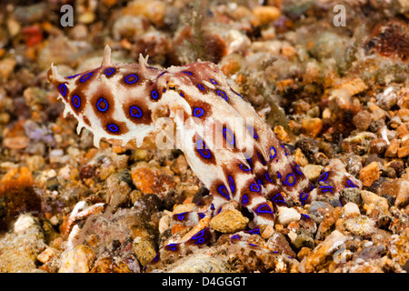 Il blu tropicale-inanellati octopus, Hapalochiaena lunulata, Filippine. Foto Stock