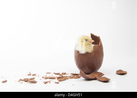 Un pulcino in un cioccolato uovo di Pasqua Foto Stock