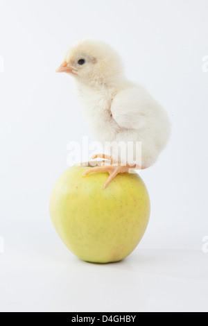 Un pulcino seduto su un Apple Foto Stock