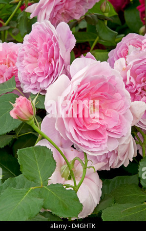 Rosa "aiuto Marion'. AUSTOBIAN rosa Inglese. Nuovo 2010. Foto Stock