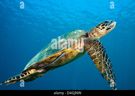 Questa tartaruga embricata, Eretmochelys imbricata, ha una remora, Echeneis naucrates, attaccato ad esso, di Tubbataha Reef, Filippine. Foto Stock