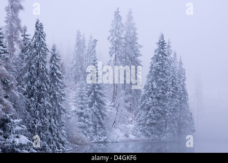 Neve coperto da alberi di pino in inverno, Alti Tatra, la Slovacchia, l'Europa. Foto Stock