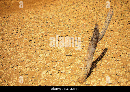 È incrinata e arida terra in un deserto secco wasteland. Foto Stock