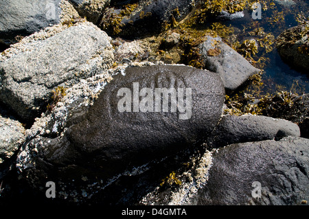 Un antico petroglifico preistorico scolpito da indigeni della prima nazione nella Great Bear Rainforest, costa centrale, British Columbia, Canada. Foto Stock