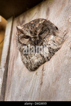 Marzo 13, 2013 - Elkton, Oregon, Stati Uniti - una wild western civetta posatoi in apertura di un anatra di legno scatola di nido in alto un albero lungo una strada di campagna nei pressi di Elkton. Strillo occidentale gufi si trovano dal Centro America nord verso gli Stati Uniti e il Canada. (Credito Immagine: © Robin Loznak/ZUMAPRESS.com) Foto Stock