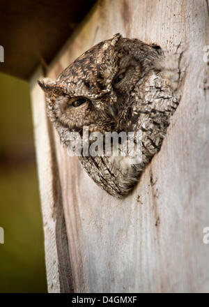 Marzo 13, 2013 - Elkton, Oregon, Stati Uniti - una wild western civetta posatoi in apertura di un anatra di legno scatola di nido in alto un albero lungo una strada di campagna nei pressi di Elkton. Strillo occidentale gufi si trovano dal Centro America nord verso gli Stati Uniti e il Canada. (Credito Immagine: © Robin Loznak/ZUMAPRESS.com) Foto Stock