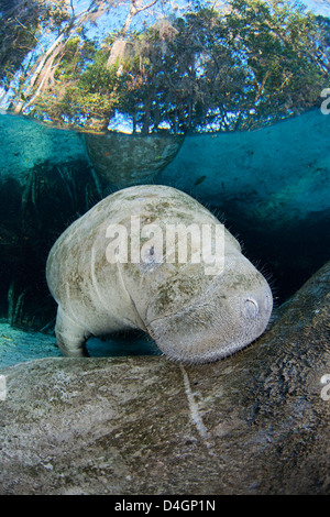 Un curioso giovani Florida Manatee, Trichechus manatus latirostris picchi, oltre che della madri torna in Crystal River, Florida, Stati Uniti d'America. Foto Stock