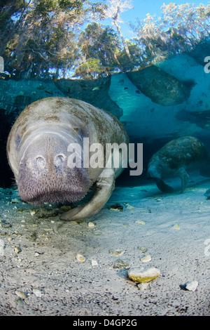 In via di estinzione Florida Manatee, Trichechus manatus latirostris, in corrispondenza di tre sorelle molla in Crystal River, Florida, Stati Uniti d'America. Foto Stock