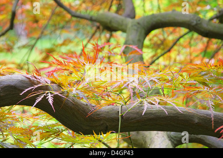 Acer palmatum 03 Foto Stock