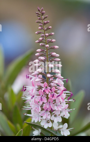 Hebe Nicola's arrossire in fiore Foto Stock