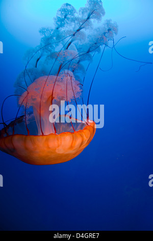 Un mare di ortica, Medusa Chrysaora huscescens, Ocean World, Hong Kong, Cina. Foto Stock