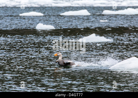 Femmina adulta Magellanic flightless vaporizzatore-duck, Wildlife Conservation Society preservare di Karukinka, stretto di Magellano, Cile Foto Stock