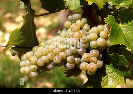 I grappoli di uva sulla vite in una vigna prima del raccolto Foto Stock