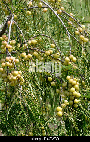 Indian gooseberry (aamla) albero a Itrasi città nel Madhya Pradesh. Phyllanthus emblica. Foto Stock