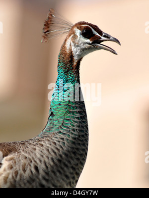 Un Peahen, femmina peacock,o peafowl indiano (Pavo cristatus) a terrazza in Mathura, India. Foto Stock