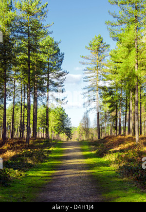 Luce solare pezzata su un percorso attraverso una foresta di pini. Foto Stock