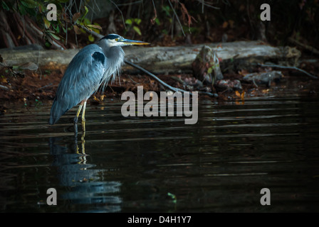 Airone cenerino wading vicino alla riva a Stone Mountain Parco Lago Vicino ad Atlanta, Georgia, Stati Uniti d'America. Foto Stock