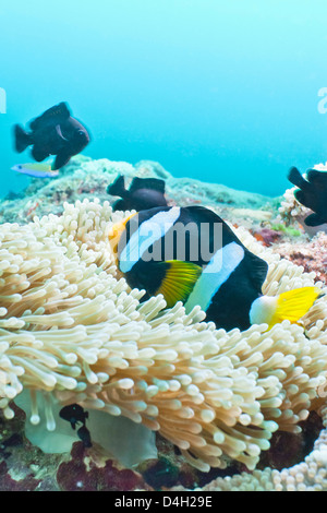 Clark (Anemonefish Amphiprion clarkii,) Thailandia meridionale, sul Mare delle Andamane, Oceano Indiano Foto Stock