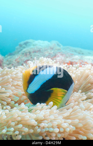 Clark (Anemonefish Amphiprion clarkii,) Thailandia meridionale, sul Mare delle Andamane, Oceano Indiano Foto Stock