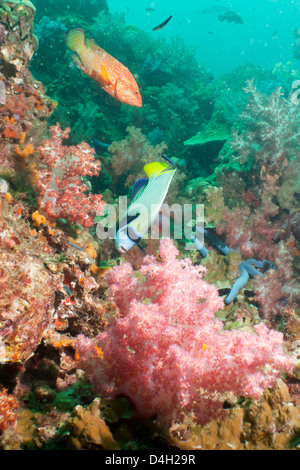 L'imperatore Angelfish (Pomacanthus imperator), Coral Hind (cephalopholis), nel sud della Thailandia, sul Mare delle Andamane, Oceano Indiano Foto Stock