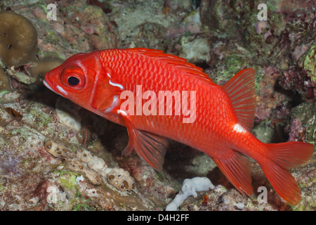 Culbianco Squirrelfish (Sargocentrum caudimaculatum), SouthernThailand, sul Mare delle Andamane, Oceano Indiano Foto Stock