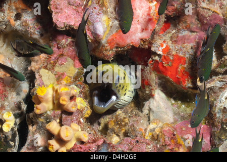 Spot-face moray (Gymnothorax fimbriatus), nel sud della Thailandia, sul Mare delle Andamane, Oceano Indiano Foto Stock