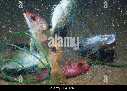 Lutiano striato (Lutjanus) catturati in rete da pesca, nel sud della Thailandia, sul Mare delle Andamane, Oceano Indiano, sud-est asiatico Foto Stock