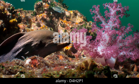 Murena Gigante (Gymnothorax javanicus), nel sud della Thailandia, sul Mare delle Andamane, Oceano Indiano, sud-est asiatico Foto Stock