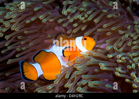 Western clown anemonefish e anemone marittimo (Heteractis magnifica), nel sud della Thailandia, sul Mare delle Andamane, Oceano Indiano, sud-est asiatico Foto Stock