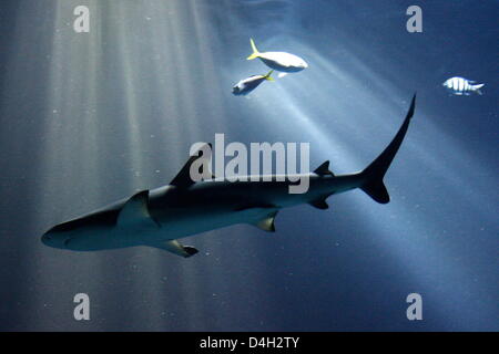 Un reef Blacktip shark nuota attraverso un acquario al parco animale Hagenbeck di Amburgo, Germania, 15 ottobre 2008. I visitatori possono per la prima volta ammirare la prole di squalo, nato più di un anno e mezzo fa in marzo. Solo ora il giovane gli squali possono condividere la piscina con la loro madre 'Haidi' e altro mare esotici abitatori. Foto: MAURIZIO GAMBARINI Foto Stock