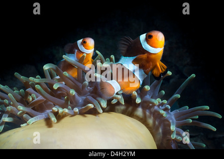 Western clown anemonefish e anemone marittimo, nel sud della Thailandia, sul Mare delle Andamane, Oceano Indiano, sud-est asiatico Foto Stock