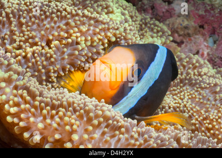 Clark (anemonefish Amphiprion clarkii), nel sud della Thailandia, sul Mare delle Andamane, Oceano Indiano, sud-est asiatico Foto Stock