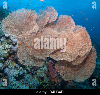 Close-up di mare giganti Fan coral, il Parco Nazionale di Ras Mohammed, off Sharm el Sheikh, Sinai, Mar Rosso, Egitto, Nord Africa Foto Stock